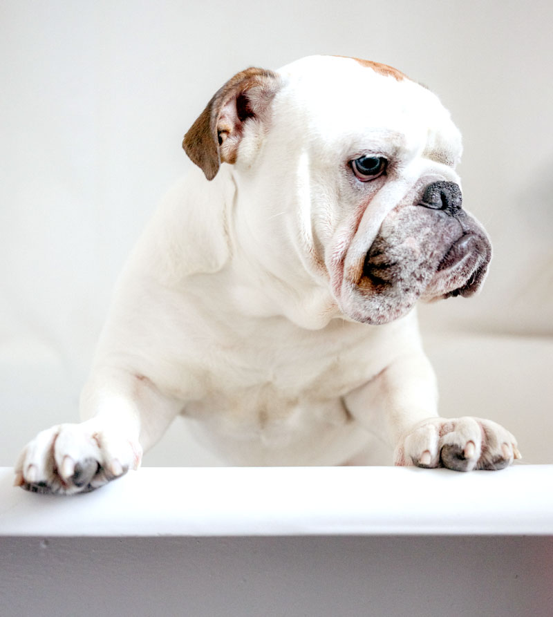dog-grooming_24